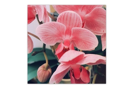 Майкл Узовуру выпустил небольшой EP «Pink Orchids»