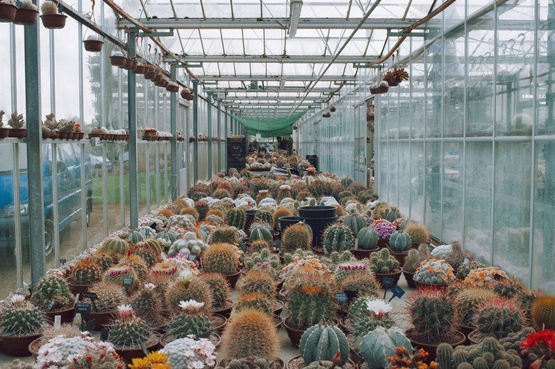 Коллекция кактусов Джона Теббса для COS