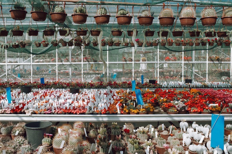 Коллекция кактусов Джона Теббса для COS