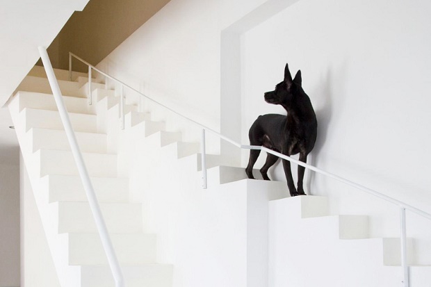 Вьетнамские дизайнеры разработали проект дома с лестницей для собак